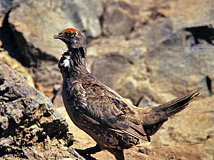 sooty grouse 2 graphic